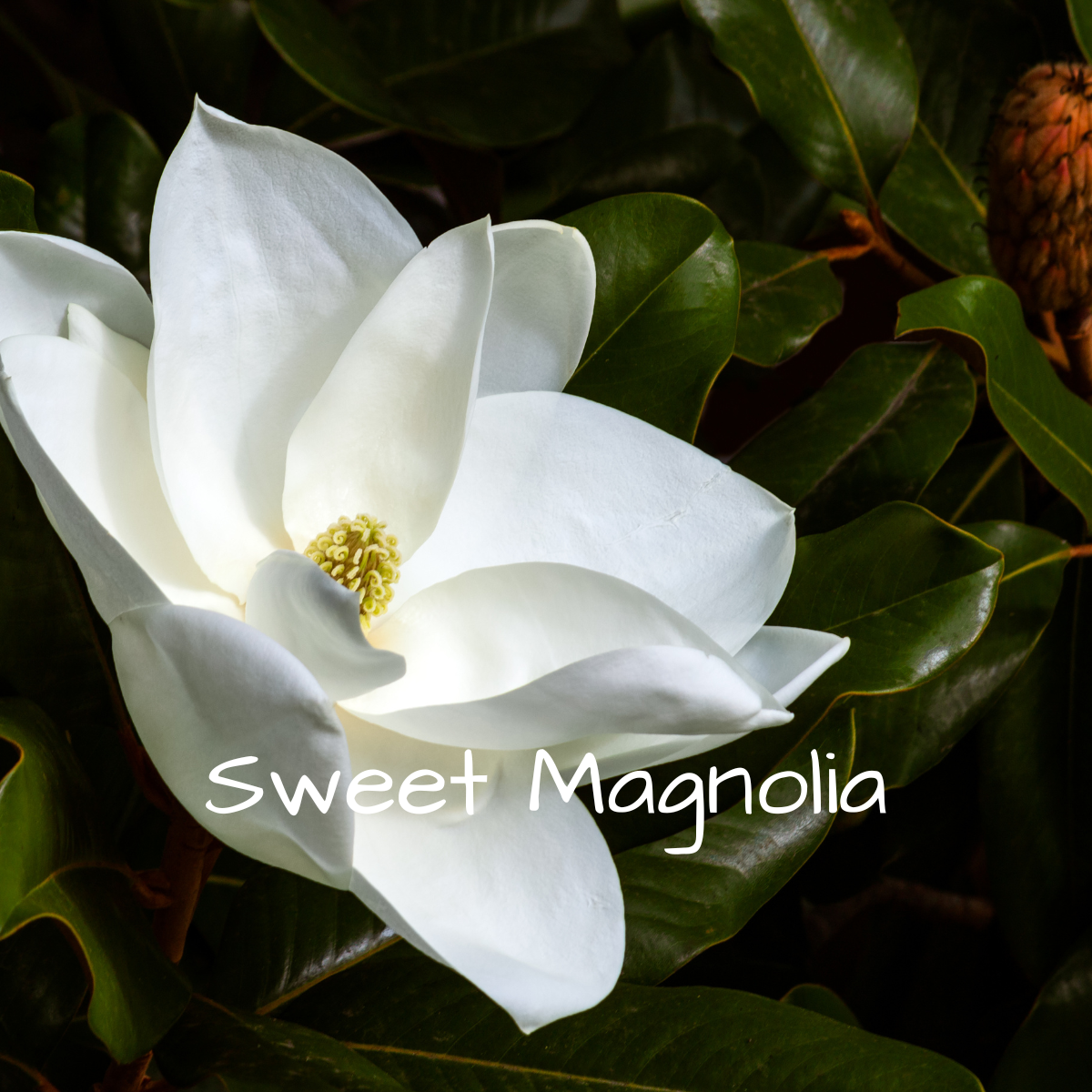 Sweet Magnolia Wax Melt