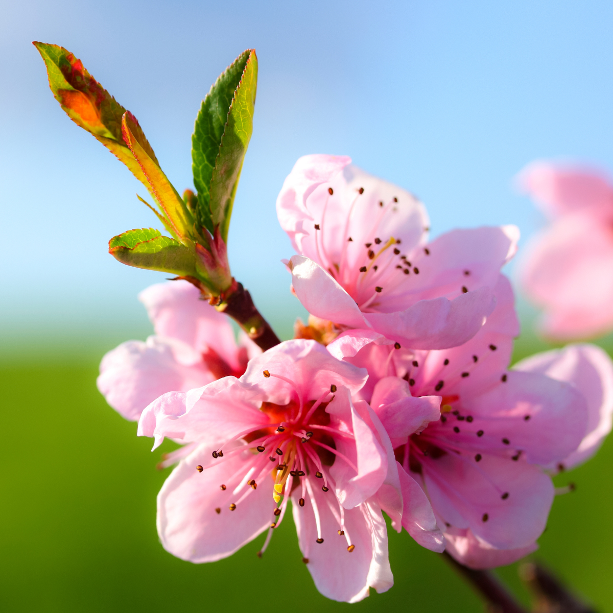 Peach Blossom Candle